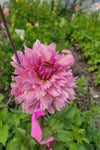 La Belle Epoque Dahlia Tuber