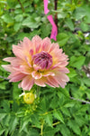 Joel's Favourite Dahlia Tuber