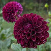 CT Goodnight Dahlia Tuber