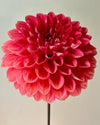 Tempest Dahlia Tuber