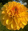 Ferncliff Sunstruck Dahlia Tuber